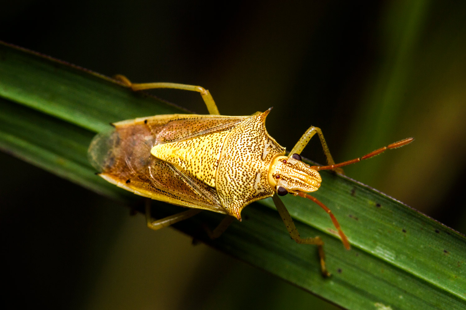 Rice Stink bug Barbados